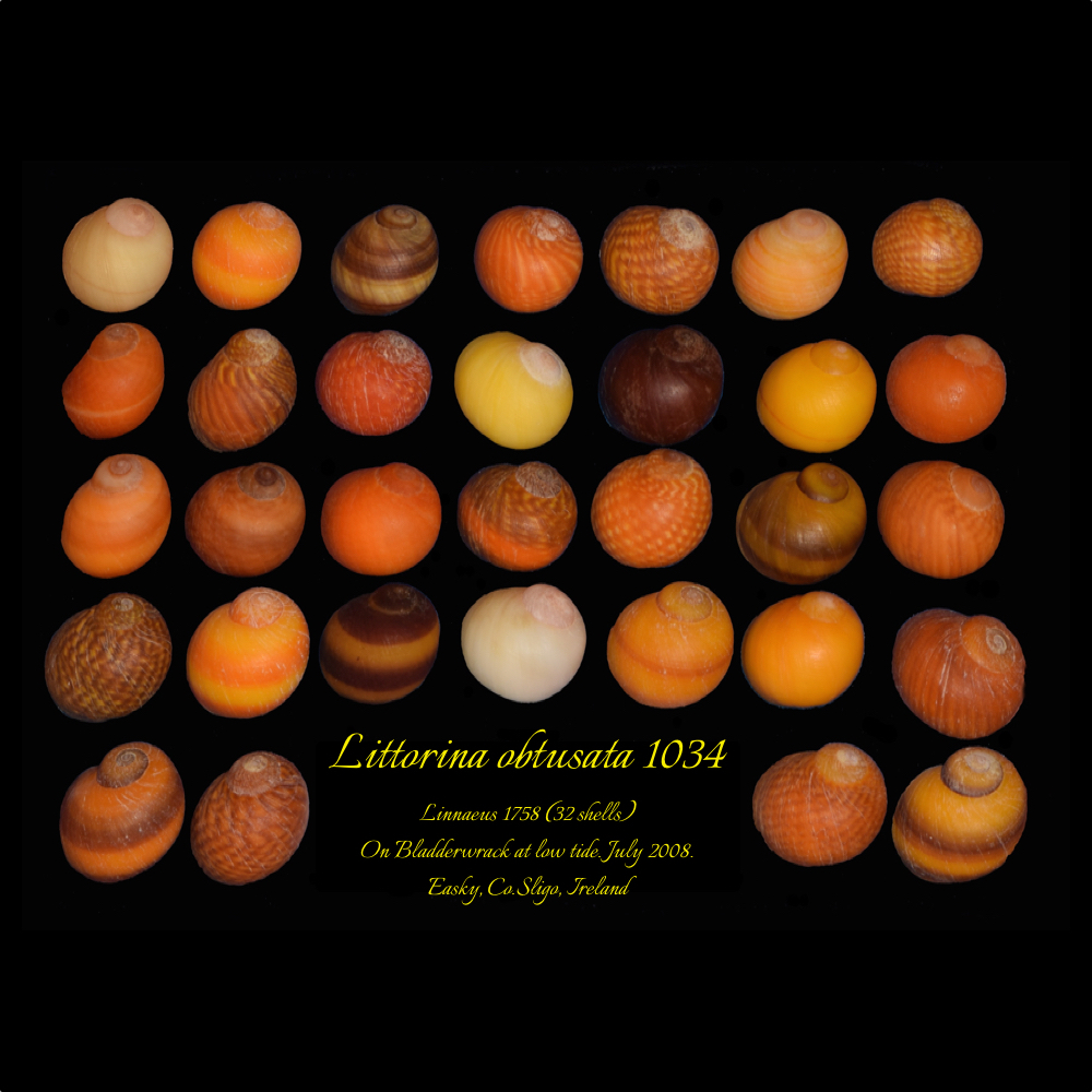 Littorina obtusata