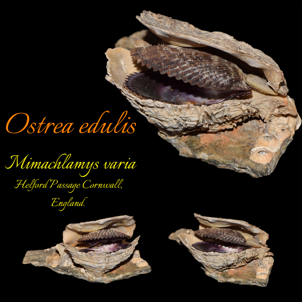 Ostrea edulis
