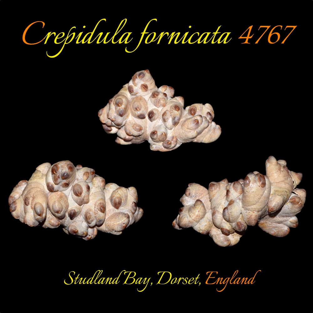 Crepidula fornicata