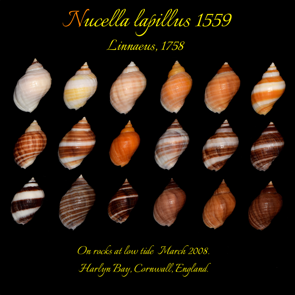 Nucella lapillus 1559 first page