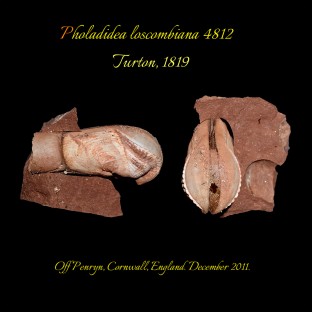 Pholadidea loscombiana 4812 first page