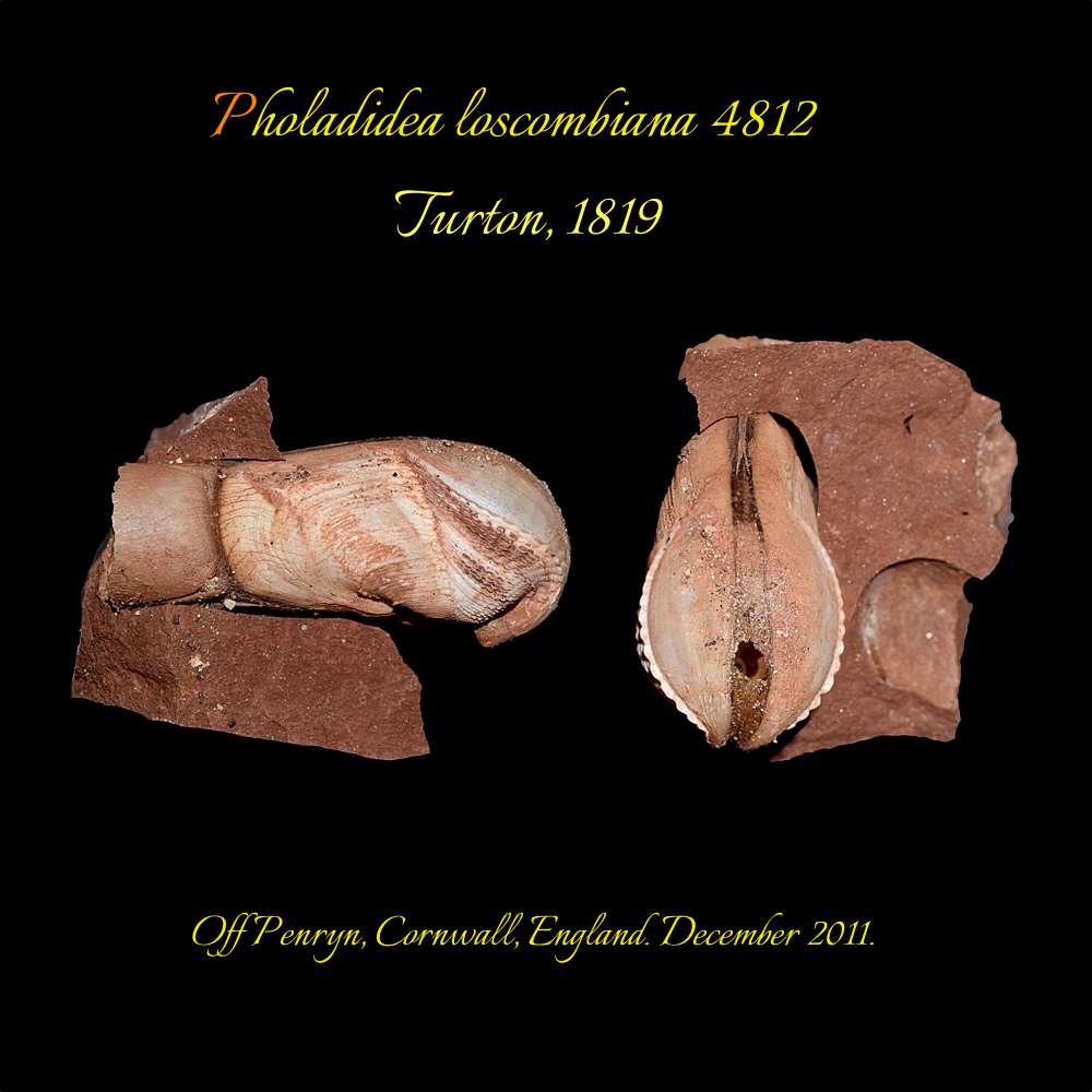 Pholadidea loscombiana 4812 first page