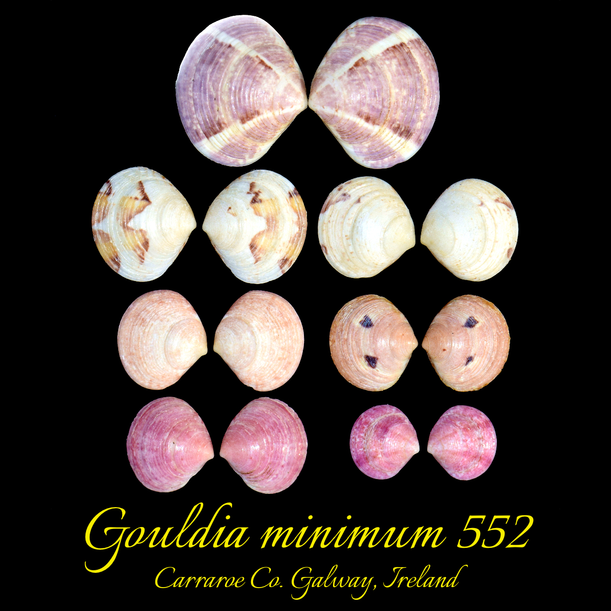 Gouldia minimum